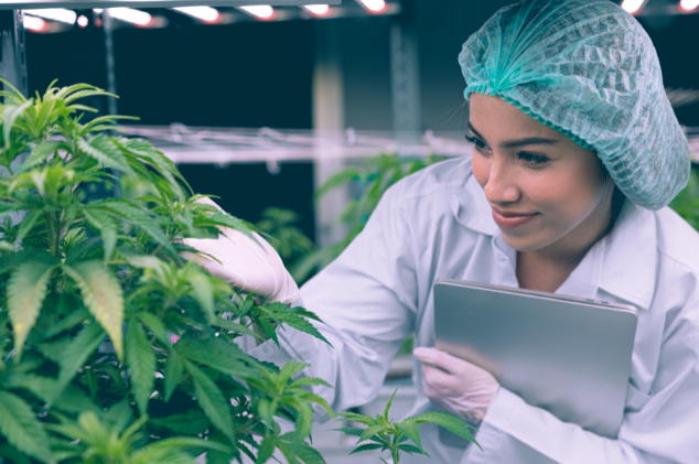 cannabis seo experts - gocannabis marketing