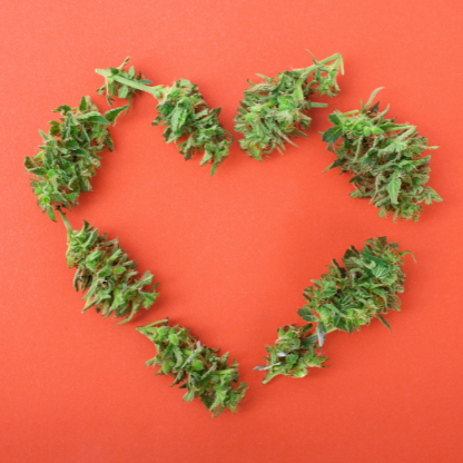 Cannabis Search Engine Optimization