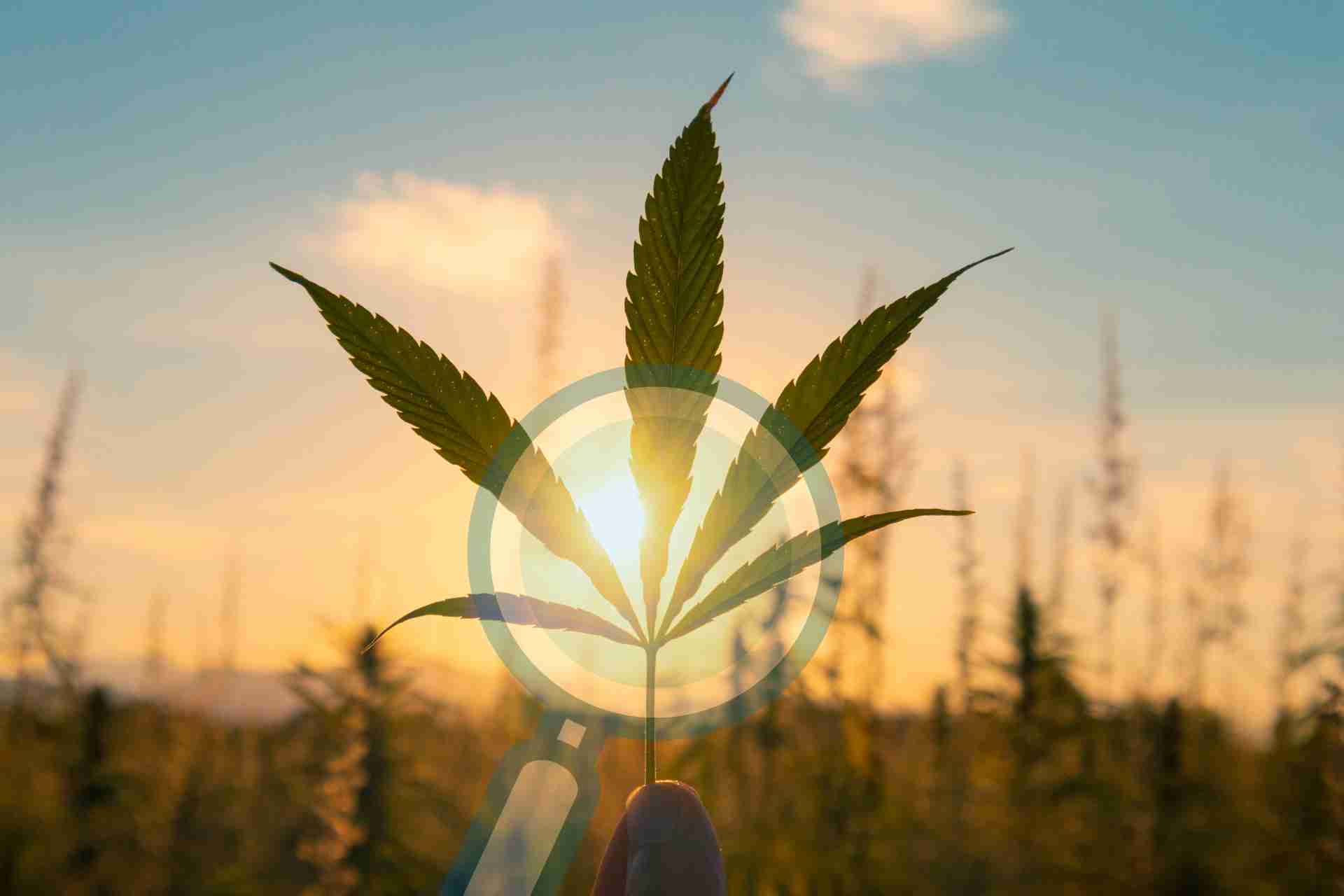 Analysis-of-cannabis-industry-trends-and-its-impact-on-SEO-strategies