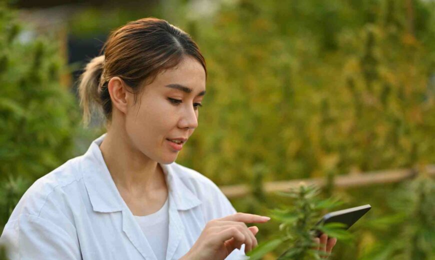 How to Optimize Influencer Marketing Strategies in the Cannabis Industry