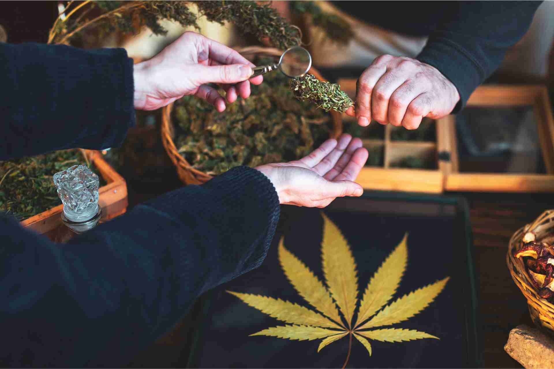 How-to-use-cannabis-business-listings-to-improve-SEO-and-local-visibility