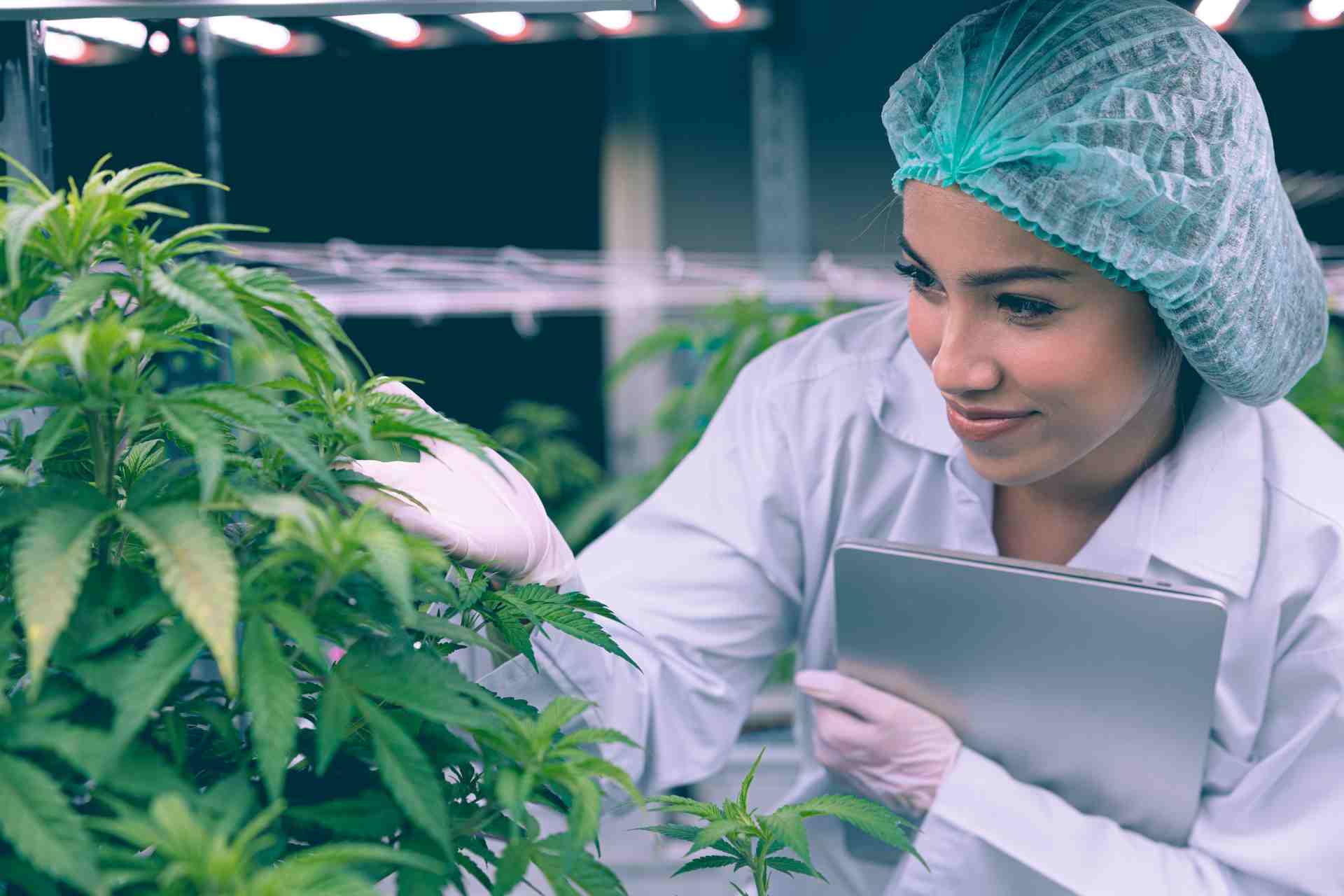 Introduction to Cannabis Social Media Marketing